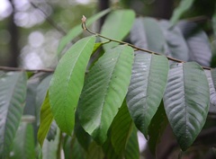 Dipterocarpaceae