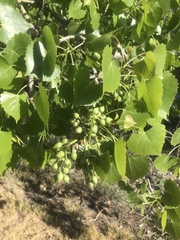 Populus deltoides wislizenii