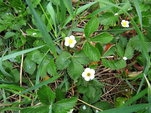 Paprastoji žemuogė