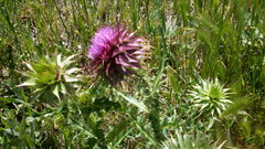 Carduus nutans leiophyllus