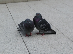 Columba livia domestica