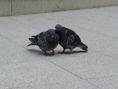 Columba livia domestica