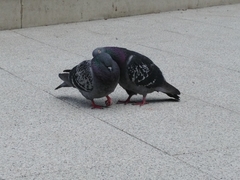 Columba livia domestica