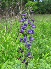 Baptisia australis aberrans