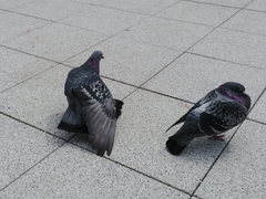 Columba livia domestica