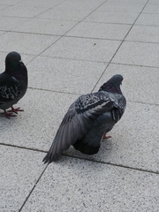 Columba livia domestica