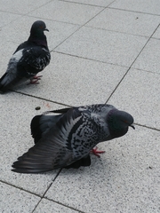 Columba livia domestica