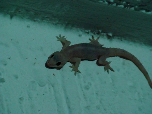 Angulate Gecko, Hemidactylus angulatus