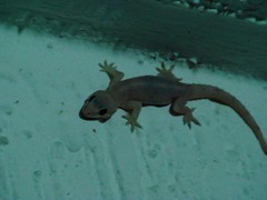 Hemidactylus angulatus