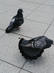 Columba livia domestica
