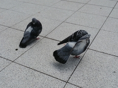 Columba livia domestica