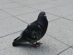 Columba livia domestica