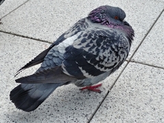 Columba livia domestica