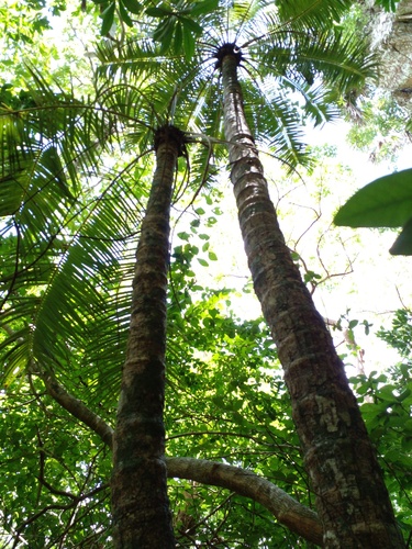 Microcycas calocoma, photograph 6