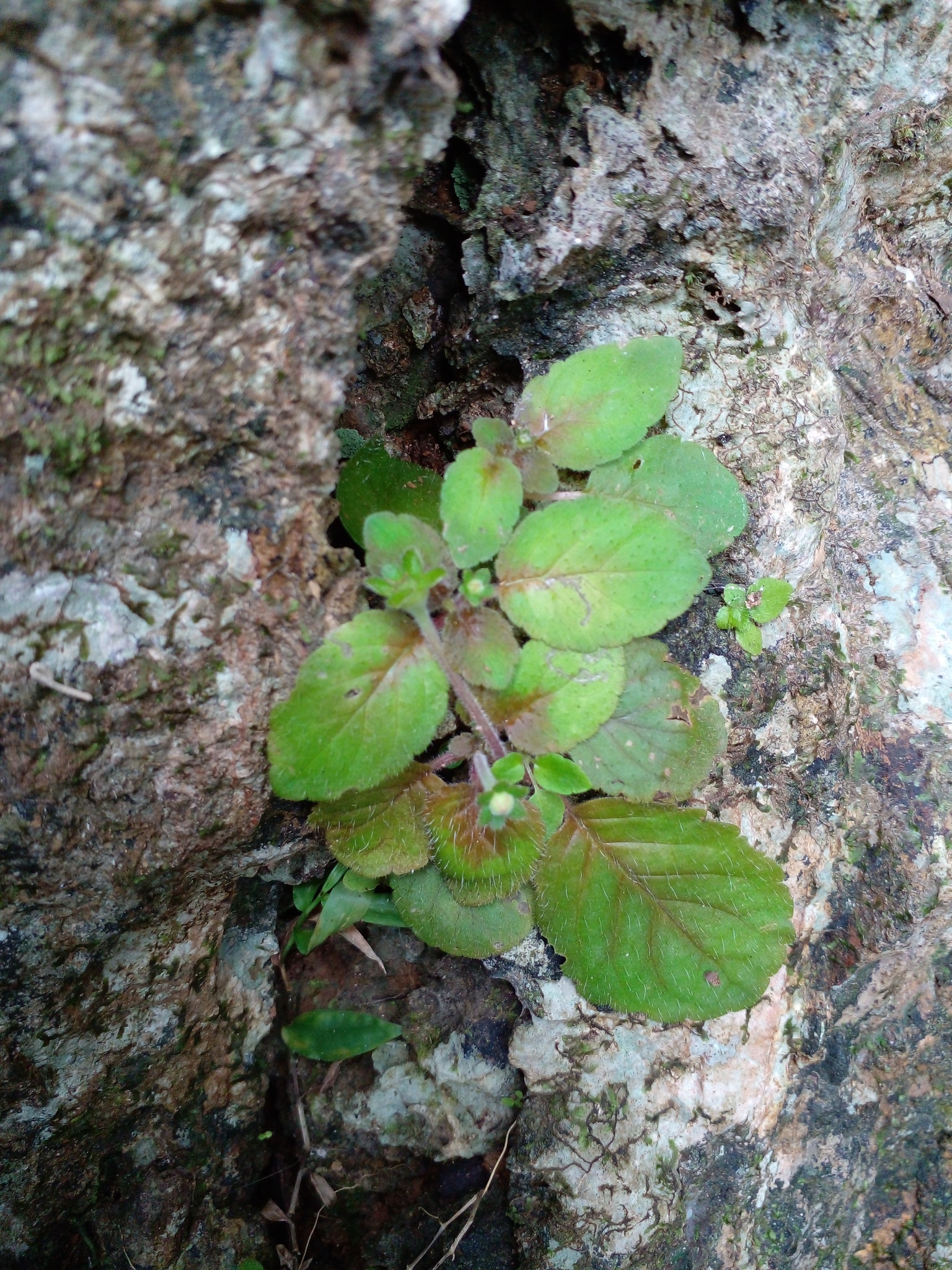 Phinaea pulchella