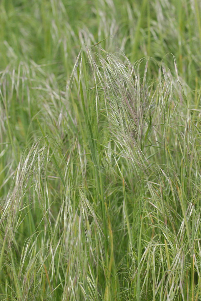 Cheatgrass (Plants of Rosewood Nature Study Area) · iNaturalist