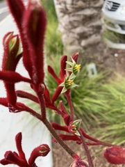 Anigozanthos rufus