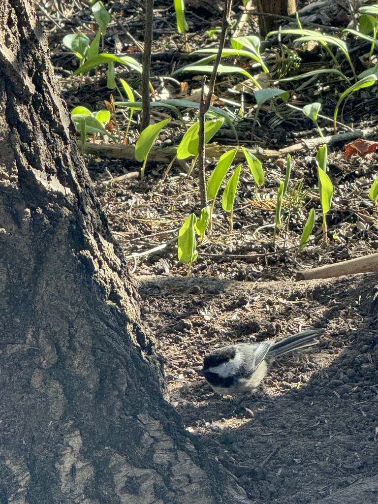 Black-capped Chickadee from Calumet Lake, Calumet, MI, US on May 14 ...