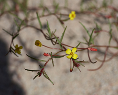 Camissonia contorta