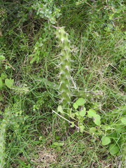 Harrisia regelii, photograph (c) Eduardo Luis Beltrocco, some rights reserved (CC BY)