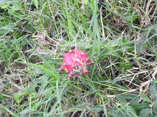 Harrisia regelii, photograph 5