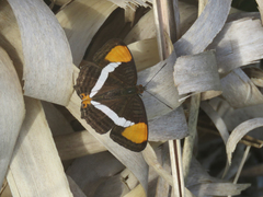 Adelpha syma