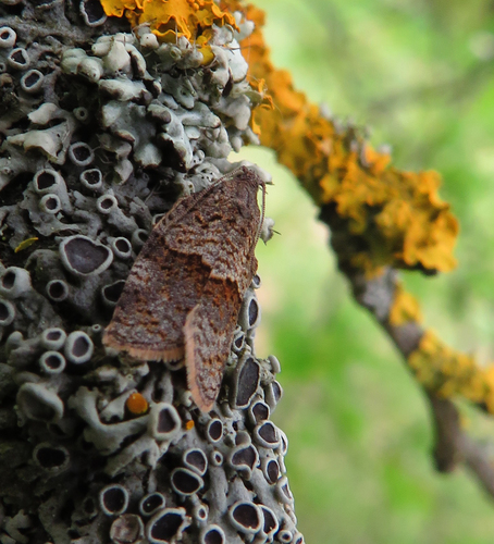 Plačiajuostis syndemis