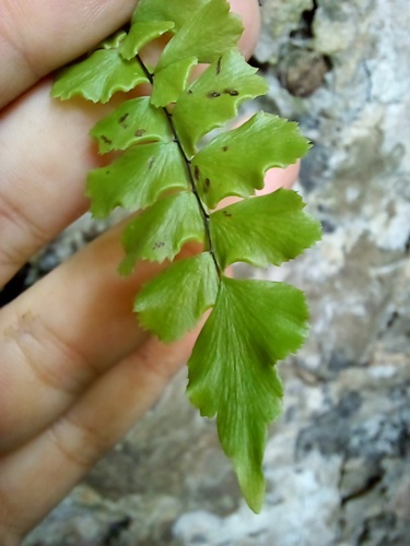 Fragrant maidenhair (Adiantum melanoleucum)