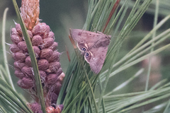 Litoprosopus futilis