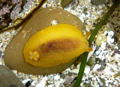 Doriopsilla albopunctata