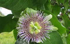 Passiflora ligularis