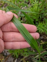Diarrhena obovata