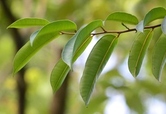 Dryobalanops oblongifolia