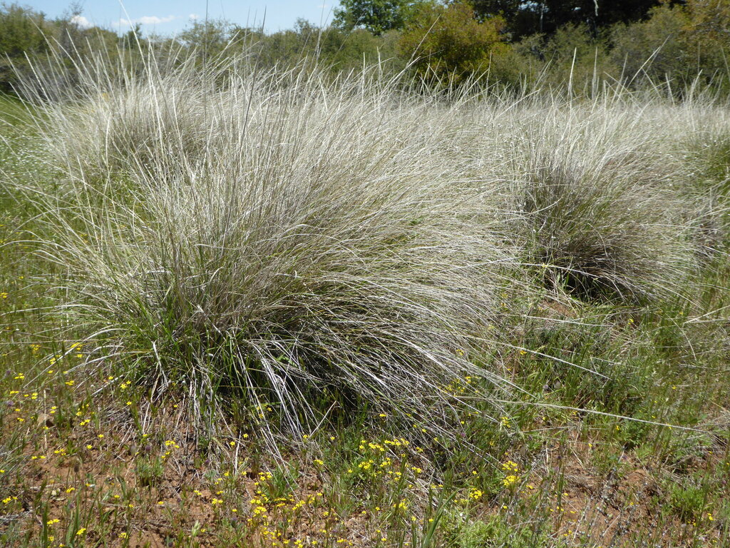 deergrass from San Diego County, CA, USA on May 14, 2024 at 12:15 PM by ...