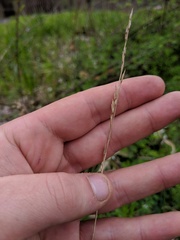 Diarrhena obovata