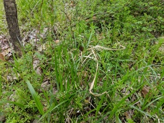Diarrhena obovata