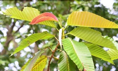 Dipterocarpus costatus