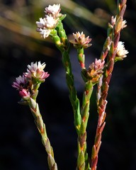 Euchaetis glomerata