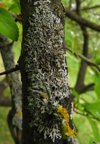 Žvaigždinė žiauberė