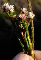 Euchaetis glomerata