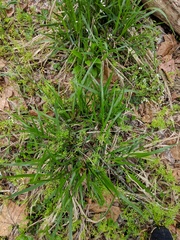 Diarrhena obovata