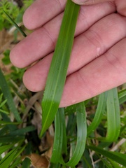 Diarrhena obovata