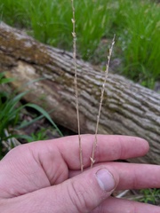 Diarrhena obovata