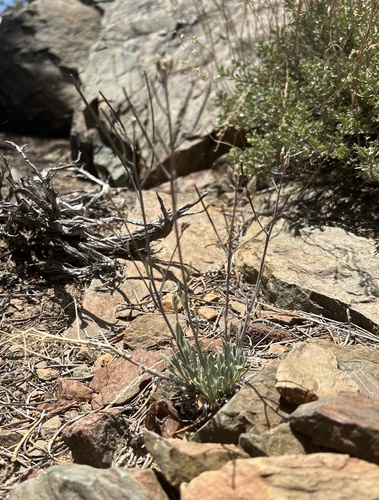 pinyon rockcress (Boechera dispar)