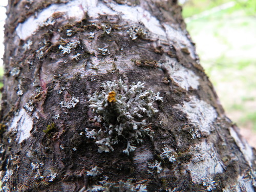 Atkilioji žiauberė