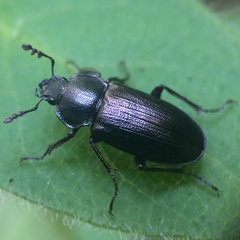 Platyceroides infernus