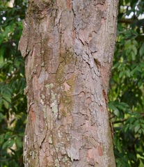 Dryobalanops oblongifolia