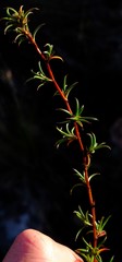 Cliffortia uncinata