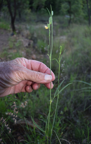 Zornia diphylla observed 2024-02-14