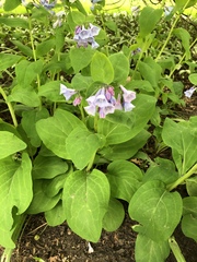 Mertensia virginica